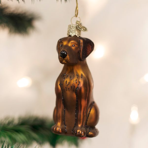 Old World Christmas Ornaments: Chocolate Labrador Glass Blown Ornaments for Christmas Tree